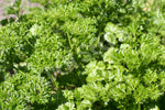 Parsley Triple Curl Seeds