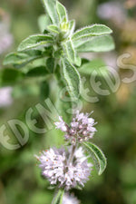 Pennyroyal Seeds