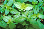 Peppermint Seeds