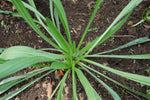 Plantain Seeds