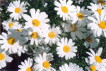 Pyrethrum Seeds