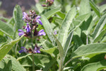 Sage Seeds