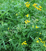 Tansy Seeds