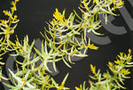 Tarragon Seeds