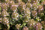 Thyme Wild Seeds