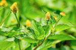 Toothache Plant Seeds