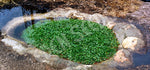 Watercress Seeds