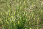 Weld Seeds