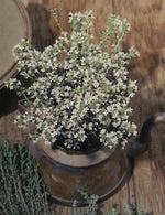 Thyme Organic Seeds