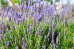 Lavender Spanish Seeds