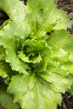 Lettuce Tropical Seeds