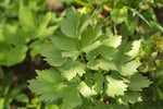 Lovage Seeds