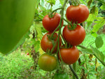 Tomato Lutschist Zurich Seeds