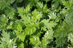 Mugwort Seeds