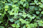 Green Manure Mix Spring Summer Seeds