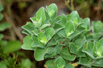 Trees Old Man Saltbush Seeds