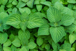 Perilla Green Seeds