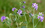 Alfalfa (Lucerne) Hunter River Seeds