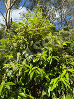 Trees Lemon Myrtle Seeds