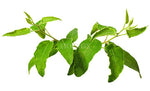 Trees Lemon Scented Gum Seeds
