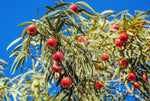 Trees Quandong Seeds