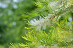 Trees Tea Tree Oil Seeds