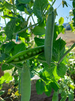 Pea Telephone Seeds