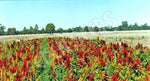 Amaranth Grain Amaranth Organic Seeds