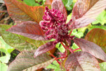 Spinach Chinese Blitum Seeds