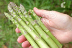 Asparagus Mary Washington Seeds