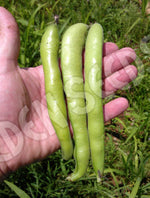 Bean Broad Coles Dwarf Seeds