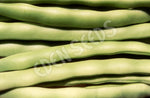 Bean Bush Redland Pioneer Seeds