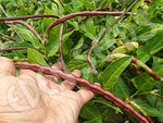 Bean Bush Snake Bean Dwarf Red Seeds
