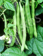 Bean Climbing Blue Lake Seeds