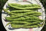 Bean Climbing Giant Of Stuttgart Organic Seeds