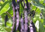 Bean Climbing Purple King Seeds