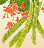 Bean Climbing Scarlet Runner Seeds