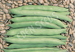 Bean Climbing Zebra Seeds