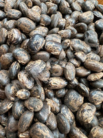 Bean, Velvet Seeds