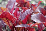 Beetroot Bulls Blood Seeds