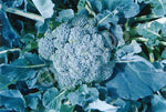 Broccoli Di Cicco Early Seeds