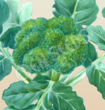 Broccoli Green Sprouting Calabrese Seeds