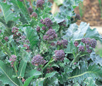 Broccoli Purple Sprouting Early Seeds