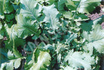Broccoli Spring Raab Seeds