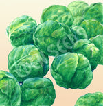 Brussels Sprouts Groninger Seeds
