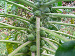 Brussels Sprouts Long Island Improved Seeds