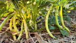 Bean Bush Sex Without Strings Seeds