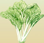 Cabbage Chinese Bok Choi Baby Choi Organic Seeds