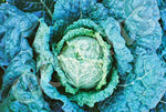 Cabbage D'Aubervilliers Seeds