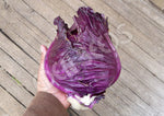 Cabbage Kalibos Seeds